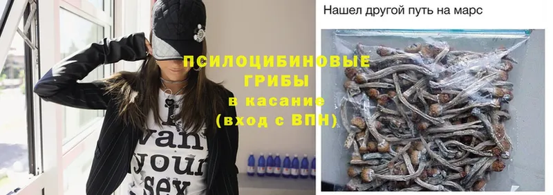 где найти наркотики  Талица  Псилоцибиновые грибы Psilocybe 